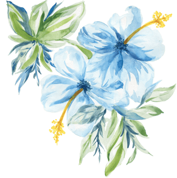 hibiscus blue color png