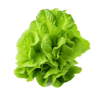 AI generated Lettuce leaves png isolated on transparent background