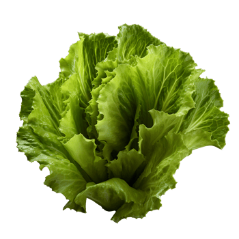 AI generated Lettuce leaves png isolated on transparent background