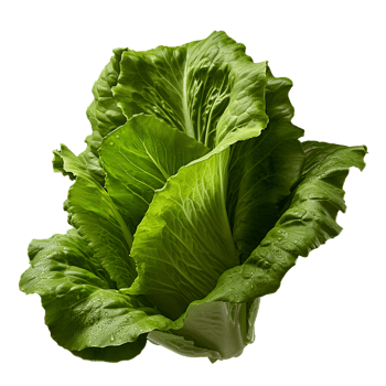 AI generated Lettuce leaves png isolated on transparent background