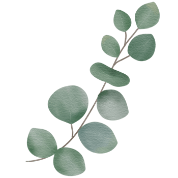 Eucalyptus branch watercolor style. png