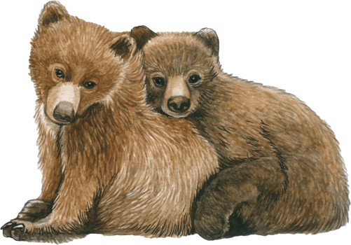 Bear watercolor animal wildlife adorable animal png