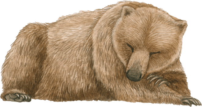 Bear watercolor animal wildlife adorable animal png