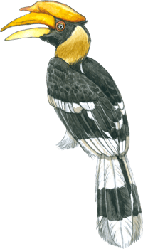 Hornbill watercolor tropical bird forest animal png
