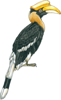 Hornbill watercolor tropical bird forest animal png