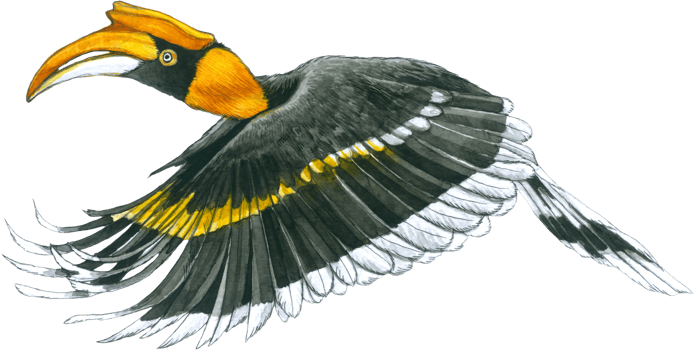 Hornbill watercolor tropical bird forest animal png