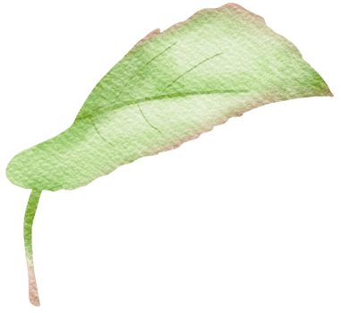 watercolor rose leave png
