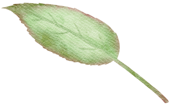 watercolor rose leave png
