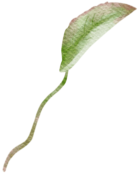 watercolor rose leave png