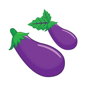 eggplant vegetable  illustration vector
