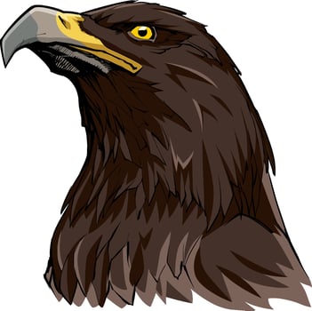 Golden Eagle on White vector