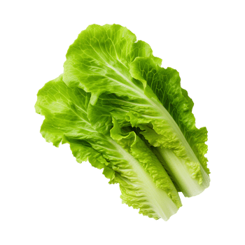 AI generated Green lettuce isolated on transparent background fresh lettuce png generative ai