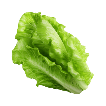 AI generated Green lettuce isolated on transparent background fresh lettuce png generative ai