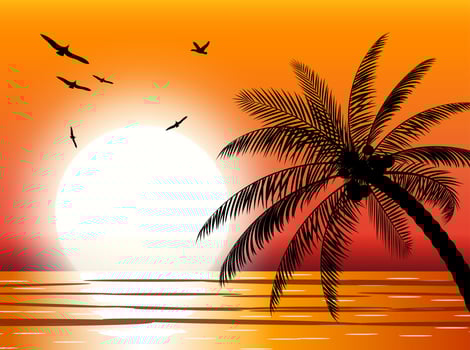 Silhouette of palm tree on beach. Sun with reflection in water and seagulls. Sunset in tropical place. Vector illustration