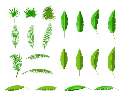 Tropical green leaves. Jungle leaves set. Coconut palm, monstera, fan palm, rhapis, banana tree. Natural leaf, exotic branches tree. Vector illustration in flat style