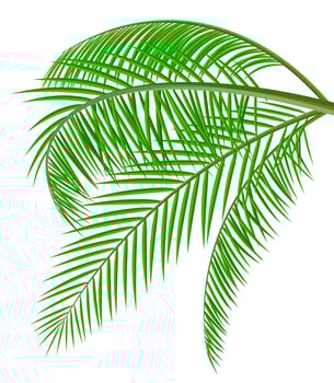 Tropical green leaves. Jungle leaves. Coconut palm, monstera, fan palm, rhapis. Natural leaf, exotic branches tree. Vector illustration in flat style