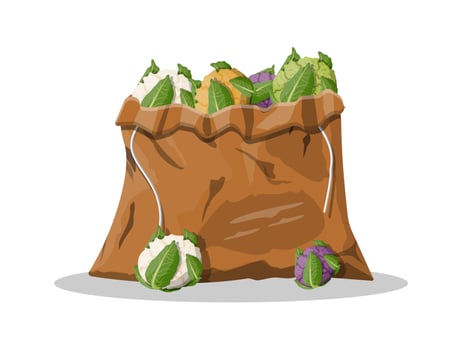 Cauliflower vegetable in canvas bag. Cauliflower isolated on white background. Organic food. Vector illustration in flat style