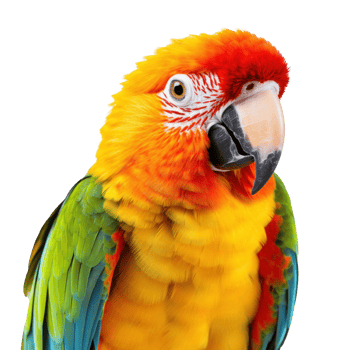 AI generated Isolated parrot on white, a vibrant display of tropical beauty png