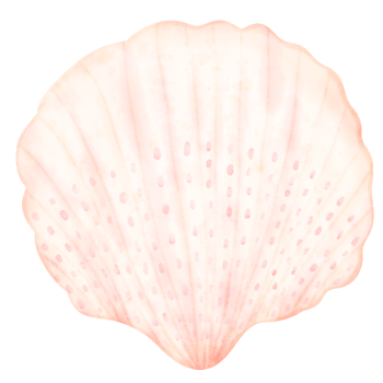 Sea shell, shell, under the sea png