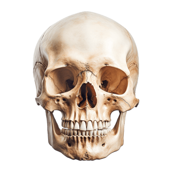 AI generated Realistic skull isolated on transparent background png