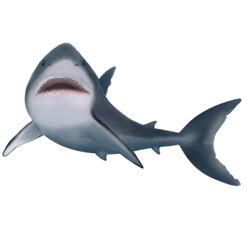 shark swiming in the ocean png