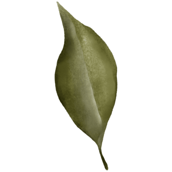 AI generated a green leaf on a transparent background png