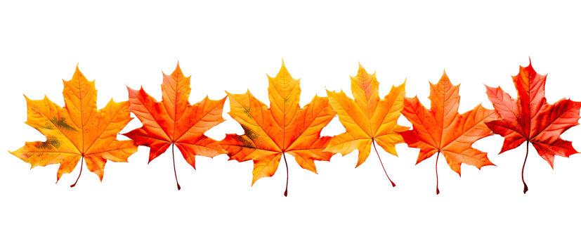 AI generated Colorful maple leaves that lie against a Transparent background. png