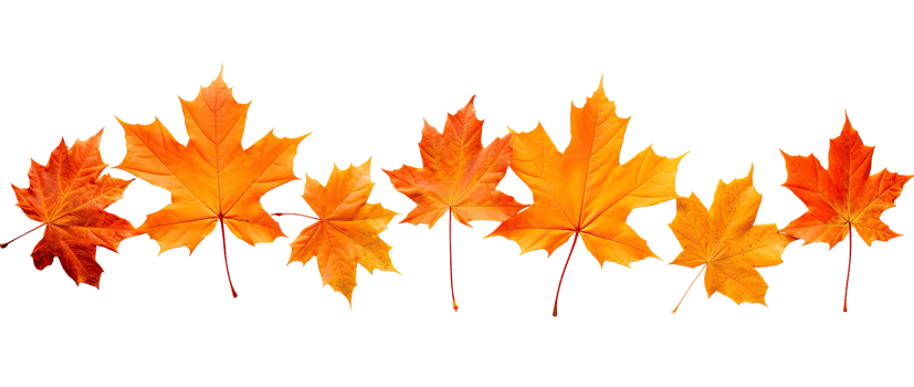 AI generated Colorful maple leaves that lie against a Transparent background. png