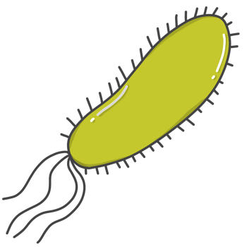 illustration of bacteria called E. coli. png