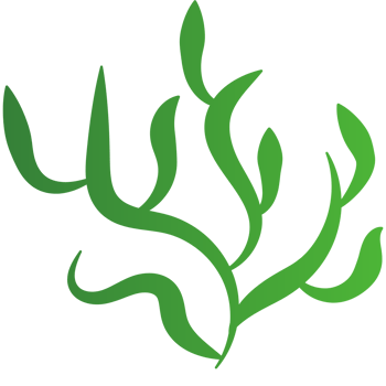 plant leaf illustration png