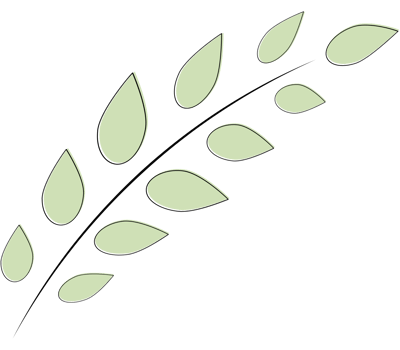 plant leaf illustration png
