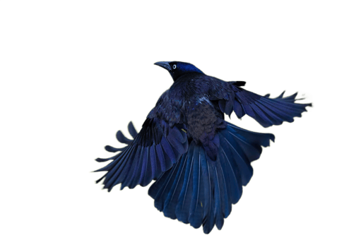flying bird png