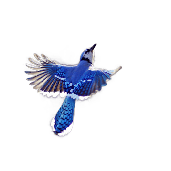 flying bird png