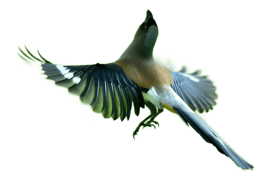 flying bird png