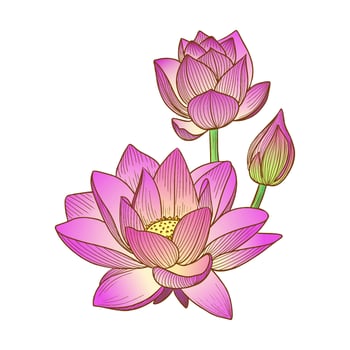 Vector illustration of a pink lotus flower or water lily hand-drawn in graphic style on white background