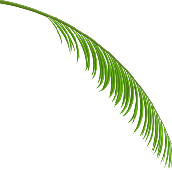Tropical green leaves, coconut palm or banana tree png