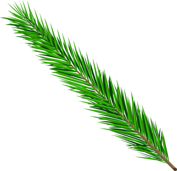 Green lush spruce branch png