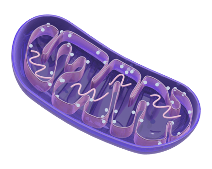 3d rendered mitochondria icon isolated png