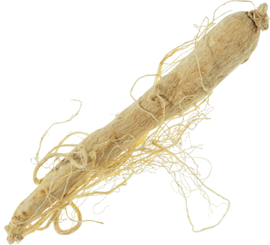 ginseng cut out on transparent background. png