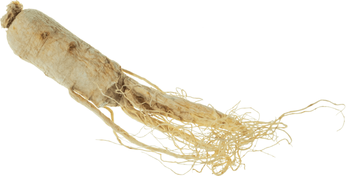 ginseng cut out on transparent background. png