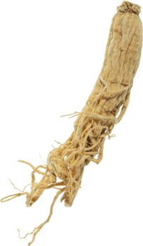 ginseng cut out on transparent background. png