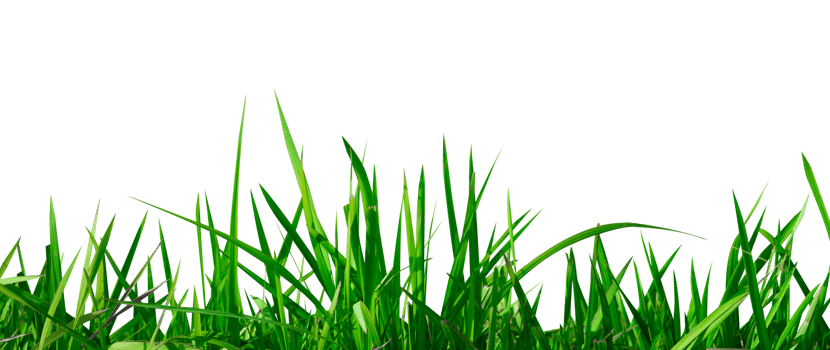 abstract green grass isolated element png