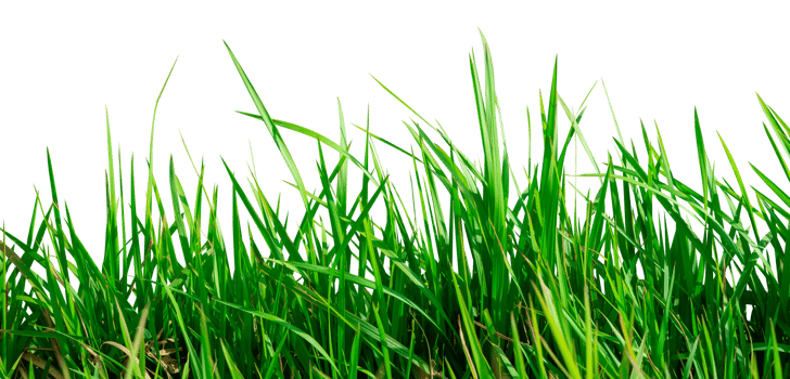 Abstract natural grass border isolated png
