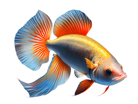 AI generated Beautiful Siamese fighting fish swimming.generate ai png