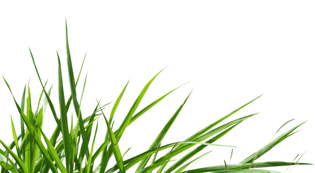 Fresh green grass border isolated png