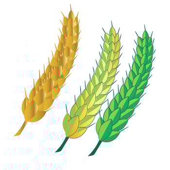 Wheat Crops Autumn Harvest Clipart vector