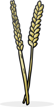 freehand drawn cartoon corn png