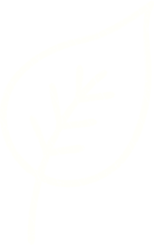 Old Leaf Chalk Drawing png