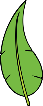 cartoon doodle of a green long leaf png