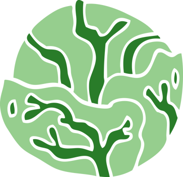 cartoon doodle cabbage png